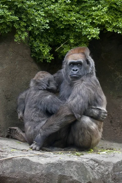 Primer Plano Lindo Chimpancé — Foto de Stock