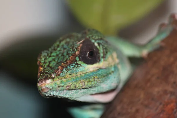 Perto Lagarto Verde — Fotografia de Stock