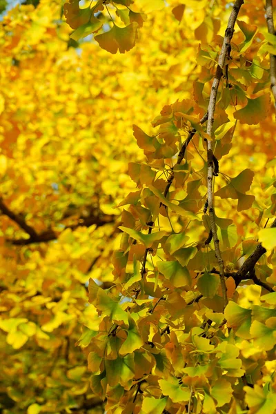 Belles Feuilles Automne Dans Forêt — Photo