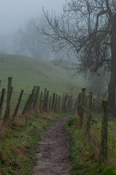 Hermoso Paisaje Con Árbol Una Niebla — Foto de Stock