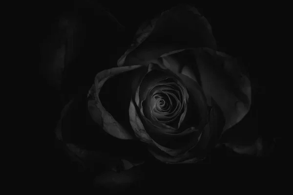 black and white rose on dark background