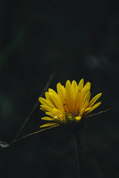Τρυφερά Λουλούδια Που Μεγαλώνουν Στον Κήπο — Φωτογραφία Αρχείου