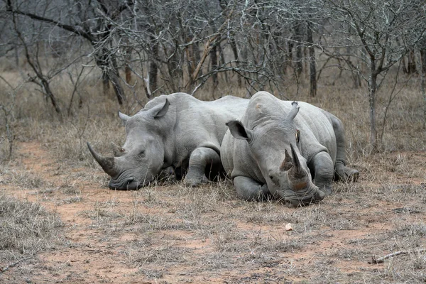 Крупный План Носорога Саванне Африке — стоковое фото