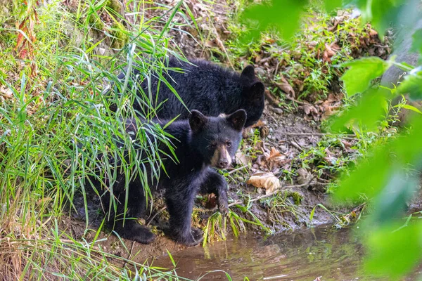Ursos Negros Floresta Fundo Natureza — Fotografia de Stock
