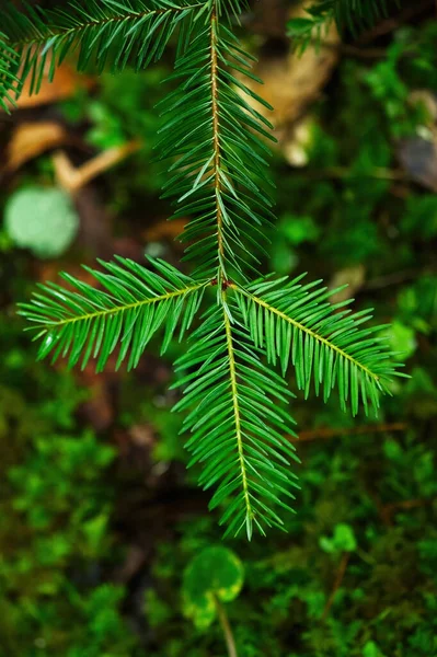 Green Spruce Branch Blurred Background — Foto Stock