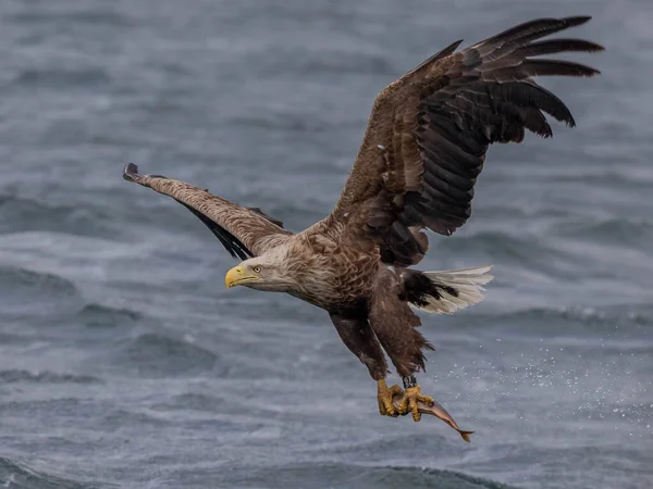 Stor Örn Flyger Himlen — Stockfoto