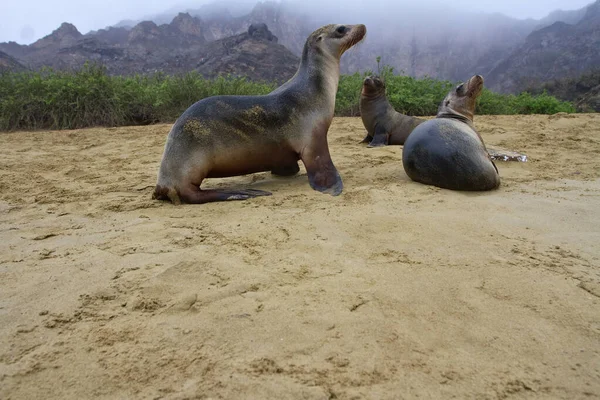 Eine Gruppe Wilder Tiere Sand — Stockfoto