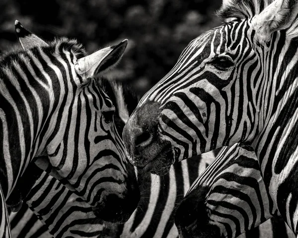 Zebra Zoo — Stockfoto