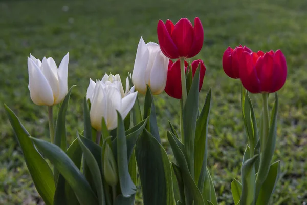 Paysage Printanier Avec Des Tulipes Rouges Dans Jardin — Photo