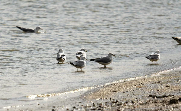 Möwen Strand — Stockfoto