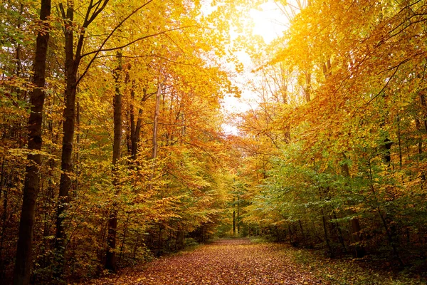 Herbstwald Mit Bäumen Und Blättern — Stockfoto