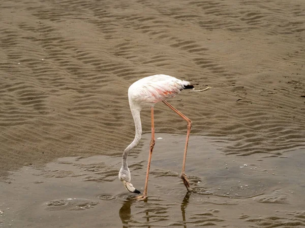 Flamingo Rosa Água — Fotografia de Stock