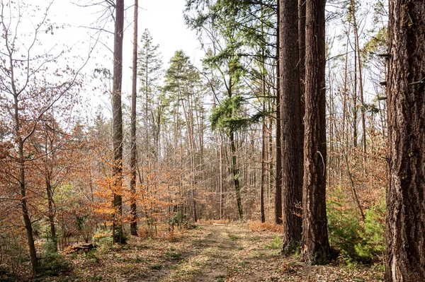 Herbstwald Den Bergen — Stockfoto