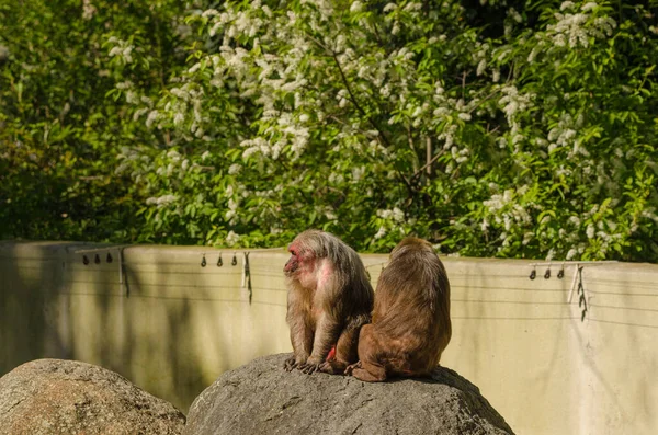 Affen Sitzen Auf Dem Felsen — Stockfoto