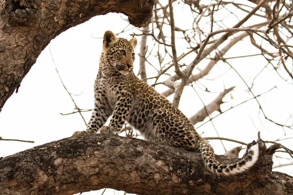 Leopardo Parque Nacional Kruger África Sul — Fotografia de Stock