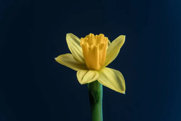 Gyönyörű Sárga Virág Egy Fekete Háttér — Stock Fotó
