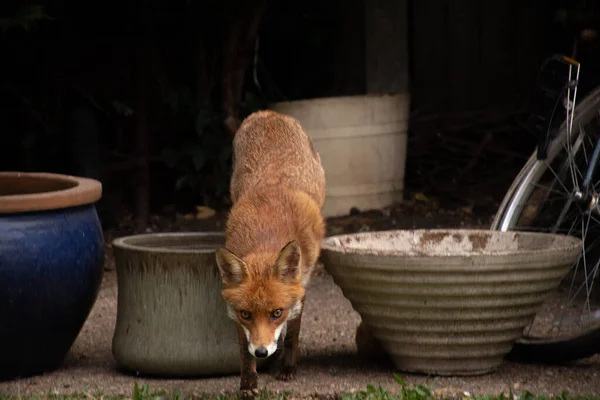 Jeune Chien Roux Dans Zoo — Photo