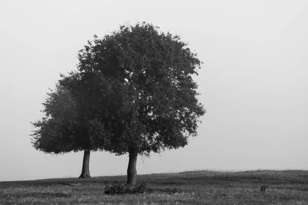 Foto Preto Branco Uma Árvore — Fotografia de Stock