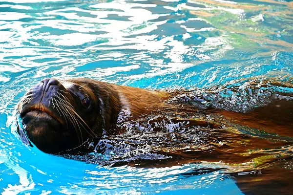 sea lion swimming in the water