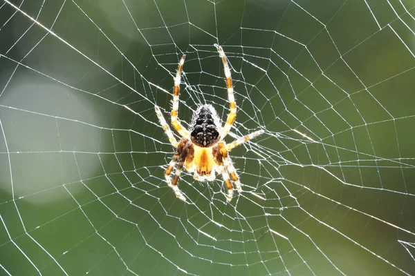 蜘蛛和蜘蛛网 靠近点 — 图库照片