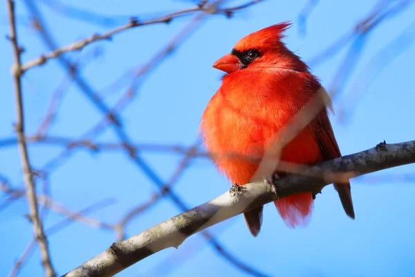 Red Breasted Bird Branch — Stock Photo, Image