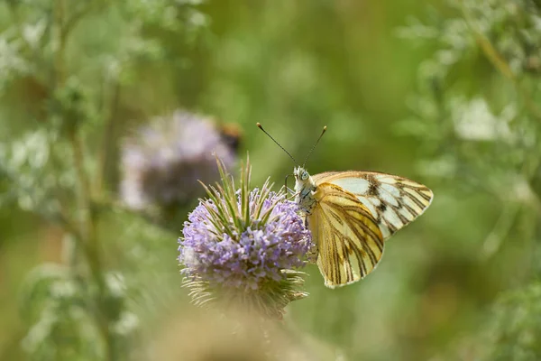 Mariposa Una Flor — Foto de Stock