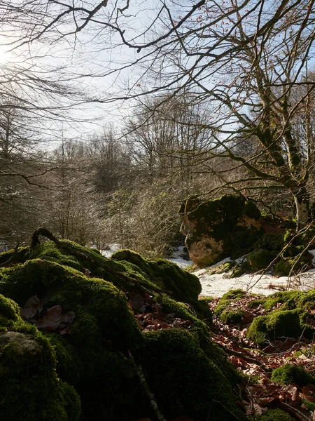 Piękny Wodospad Lesie Jesienią Mchem Białymi Skałami Kamieniami — Zdjęcie stockowe