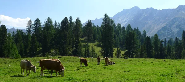 Krávy Pasoucí Horách — Stock fotografie
