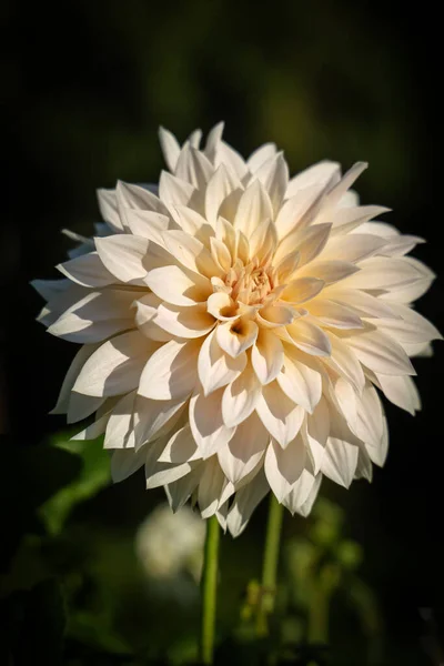 Hermosas Flores Jardín — Foto de Stock