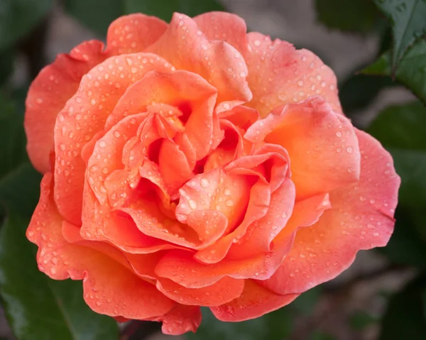 Hermosa Flor Rosa Jardín —  Fotos de Stock