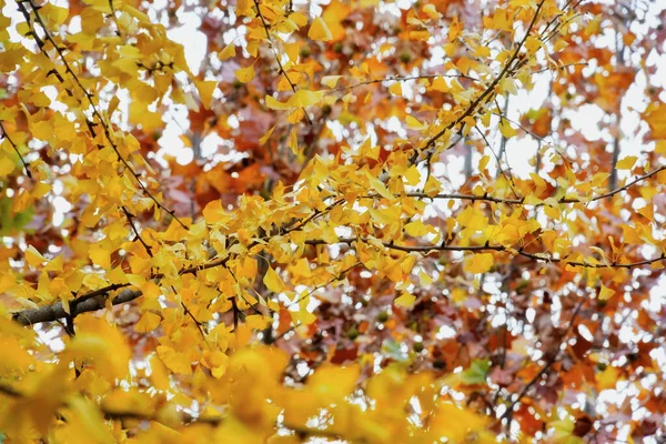 Foglie Autunnali Autunno Stagione Flora — Foto Stock