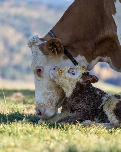 Eine Herde Kühe Weidet Auf Einer Grünen Wiese — Stockfoto