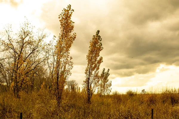 Autumn Landscape Trees Leaves Royalty Free Stock Images