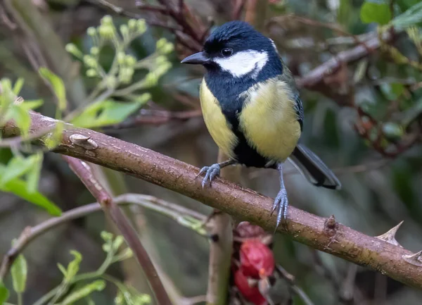 Vue Rapprochée Petit Oiseau — Photo