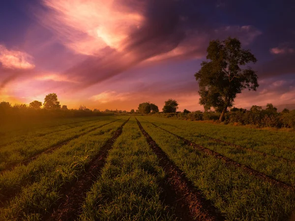 Schöner Sonnenuntergang Über Dem Feld — Stockfoto