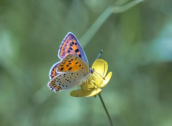 Mariposa Una Flor —  Fotos de Stock