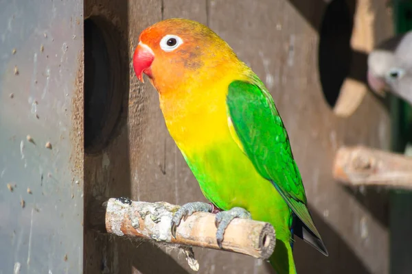 아름다운 앵무새를 클로즈업 — 스톡 사진