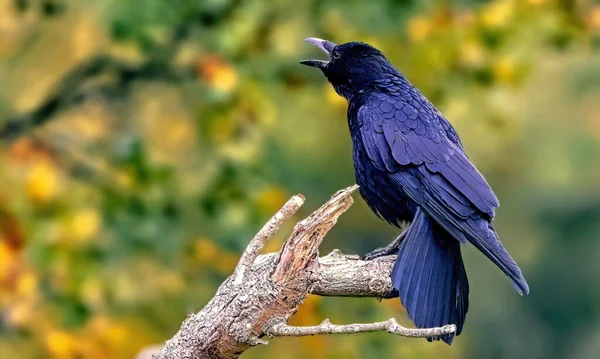 Pájaro Carpintero Cabeza Negra Posado Sobre Una Rama Árbol —  Fotos de Stock
