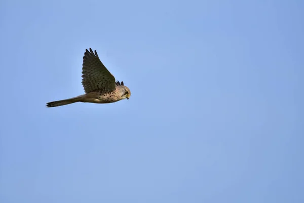 Uma Bela Águia Careca Voando Céu — Fotografia de Stock