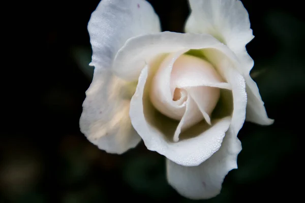 Όμορφο Λευκό Τριαντάφυλλο Στον Κήπο — Φωτογραφία Αρχείου