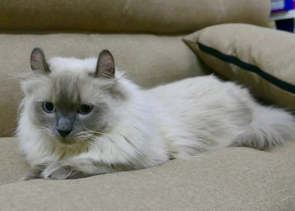Милая Кошка Диване — стоковое фото
