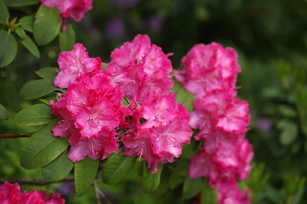 Beautiful Flowers Growing Garden — Stock Photo, Image