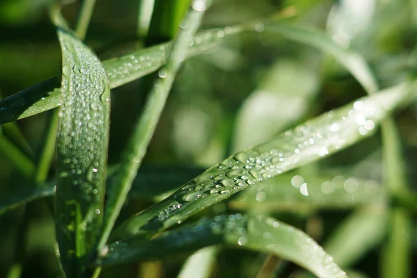 Hierba Verde Con Gotas Rocío —  Fotos de Stock