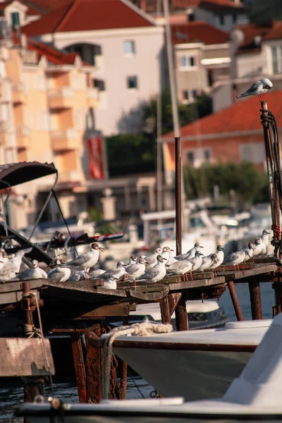 Jetée Vieille Ville Avec Mouettes — Photo