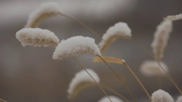 Hierba Seca Nieve — Foto de Stock