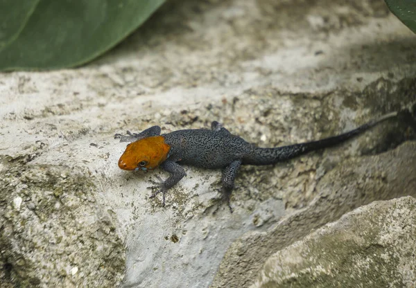 Lagarto Roca —  Fotos de Stock