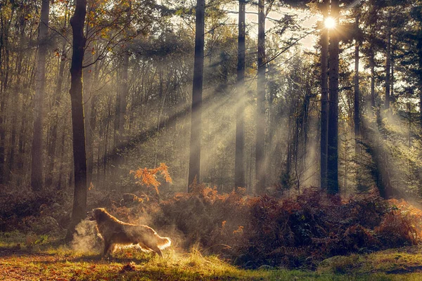 Arka Planda Bir Köpek Olan Güzel Bir Sonbahar Ormanı — Stok fotoğraf