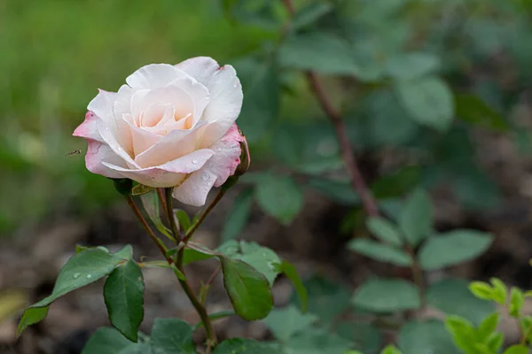 Schöne Rosenblüte Garten — Stockfoto