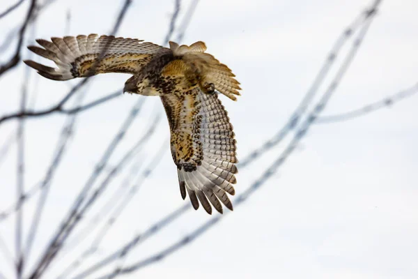 Eagle Owl Flight — Stock Photo, Image