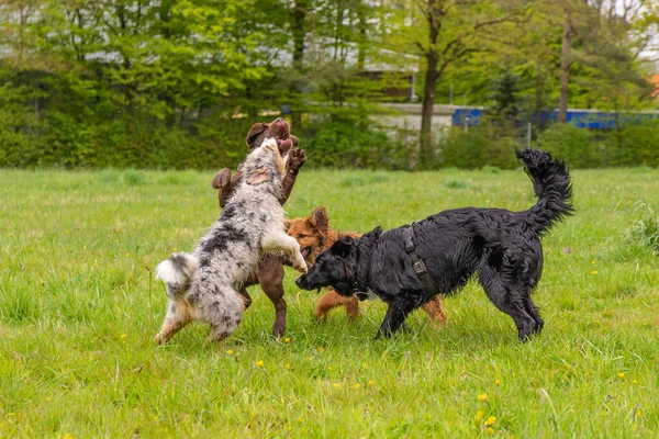 Dos Perros Jugando Con Una Pelota Parque —  Fotos de Stock